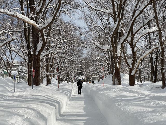 こんにちは！札幌農学同窓会です！

こちらは毎年の冬景色です。札幌キャンパスには歩くことも困難になるほどの雪が積もりますが、綺麗に除雪していただいています。
綺麗な冬景色の北大も待ち遠しいですね…⛄️

撮影場所：北海道大学 
撮影日：2022/02/01
撮影者：S.I

#北海道大学
#北大