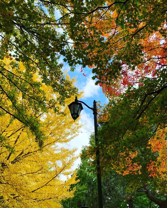 こんにちは！札幌農学同窓会です！

疲れた時は、ゆっくり散歩して息抜きするのも一つの手です
一度にたくさんの色を見ることができるのは、秋が短い北海道だからこその魅力なのでは🧐？
紅葉した葉の上にうっすら雪が積もっているのも、風情がありますね☺️

撮影場所：北海道大学
撮影日：2021/10/29,11/10
撮影者：A.E

#北海道大学 
#北海道大学キャンパス
#北海道大学イチョウ並木 
#北海道大学農学部 
#北海道大学農学院